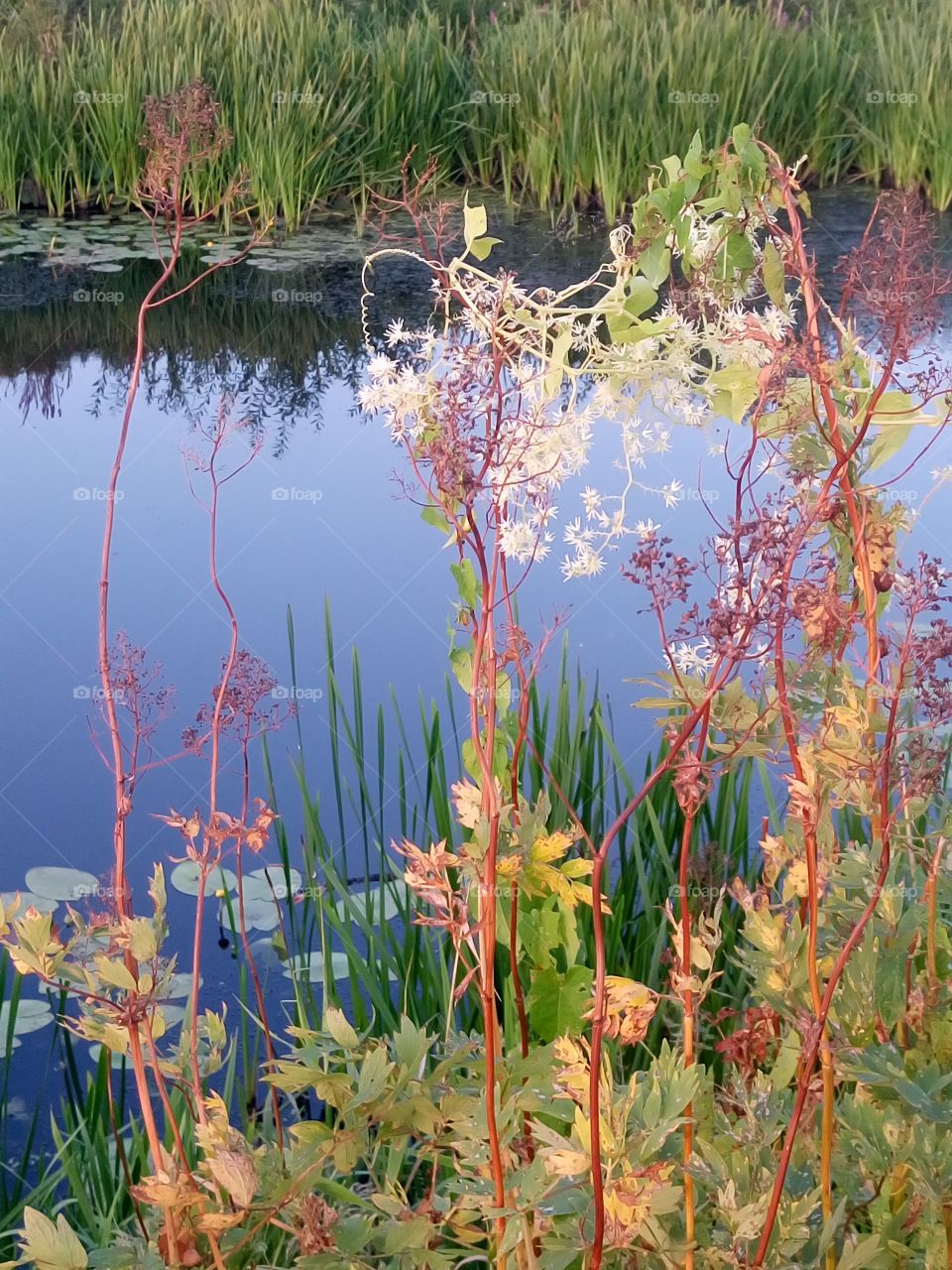 polish nature, flowers at the river