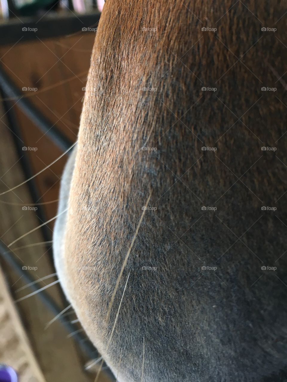 A horse’s nose from up close