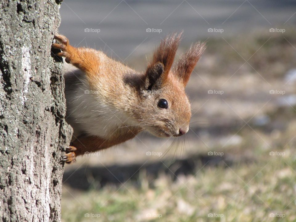 Squirrel in the city park