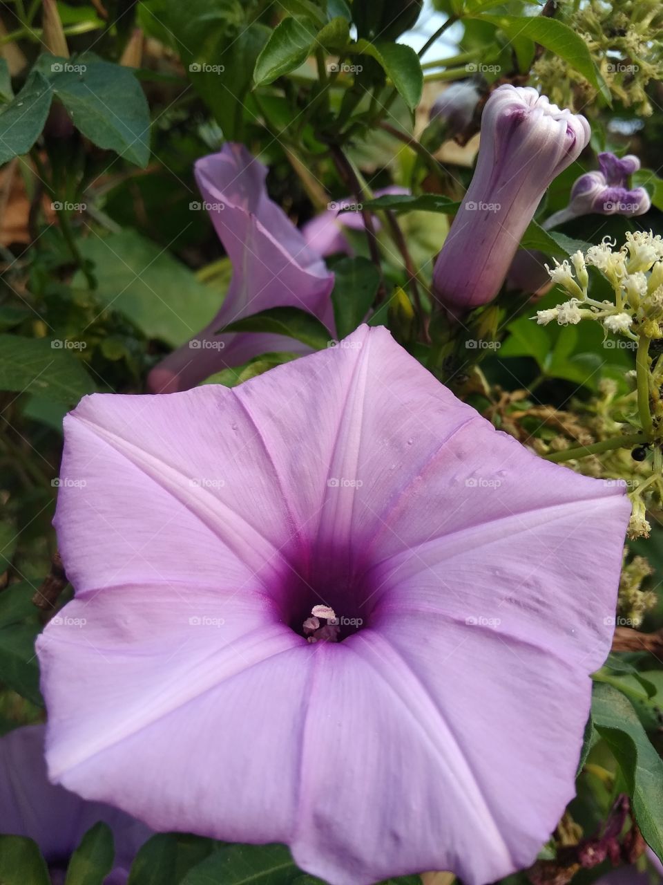 purple flower in garden