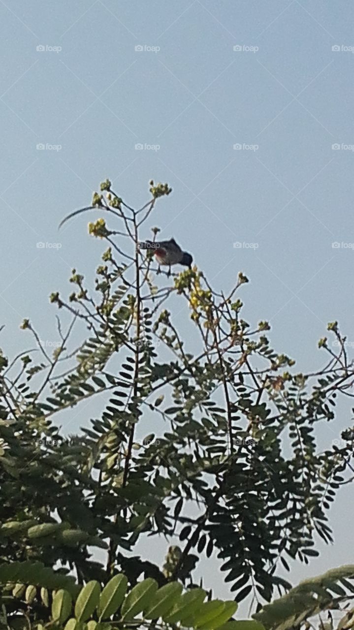 a Bird enjoying fruits under blue sky..with freedom...