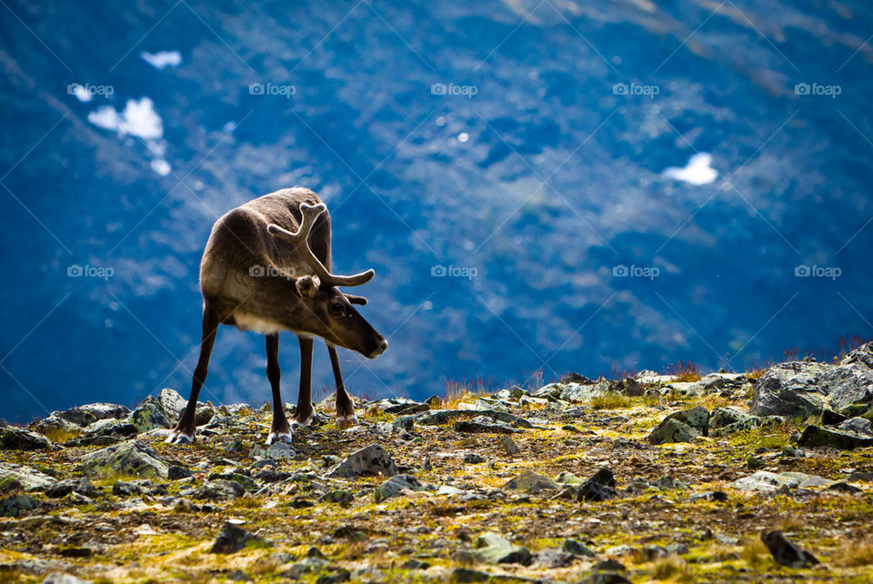 Reindeer