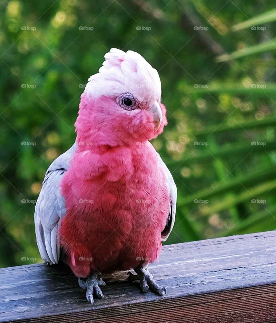 Uninvited guest on the balcony