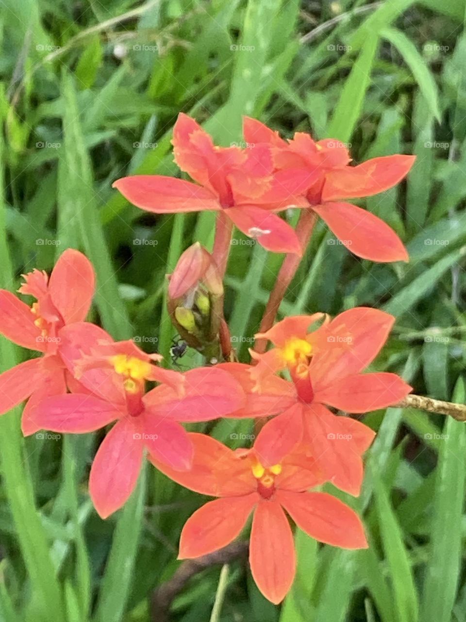 Flor de orquídea vermelha. Pequenas florzinhas vermelhas com miolo amarelo formando um cacho grande.
