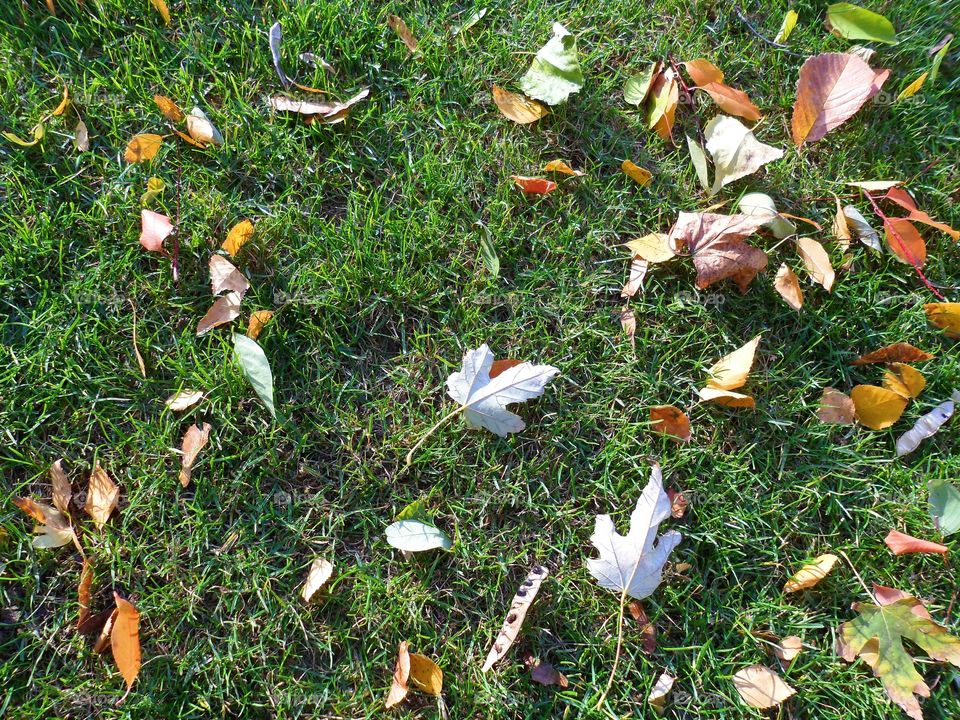 on the green grass with autumn leaves, autumn 2016