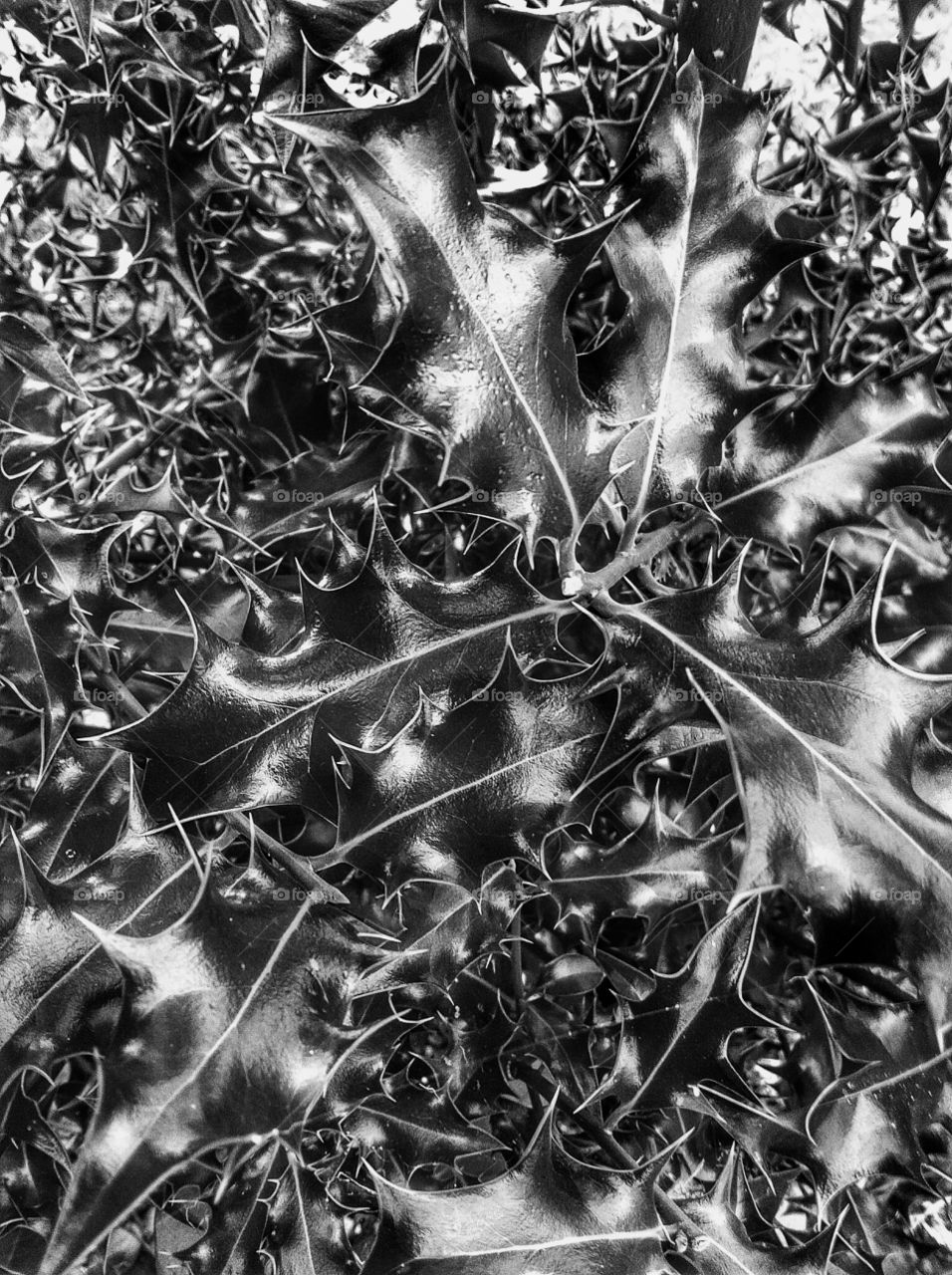 Close up of a Christmas holly bush in black and white