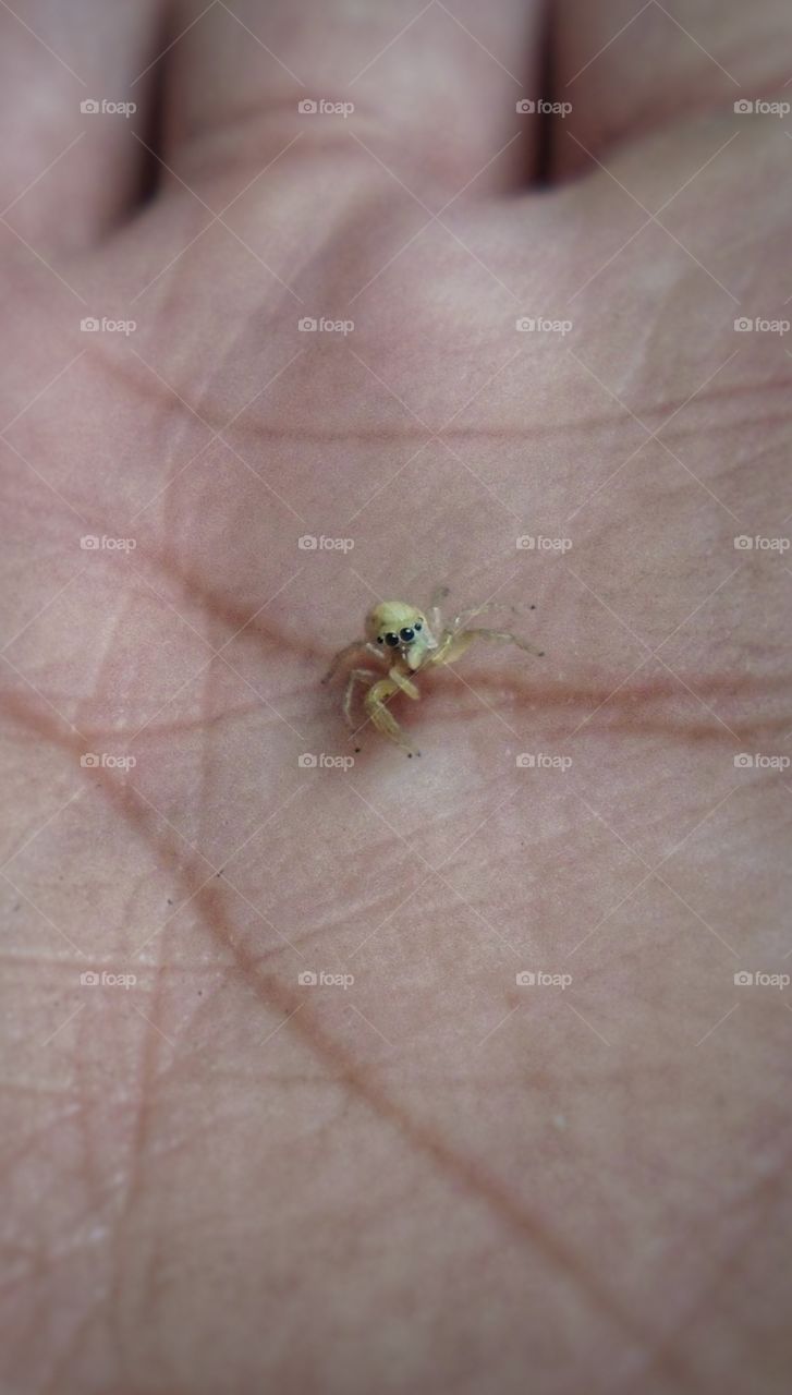 small spider