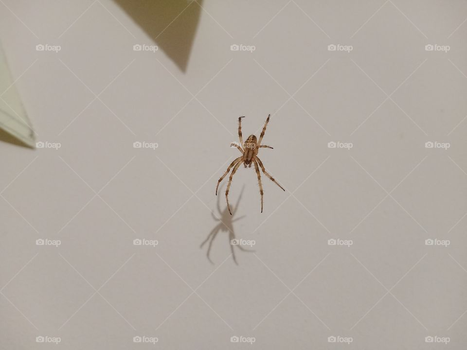 tiny spider with shadow