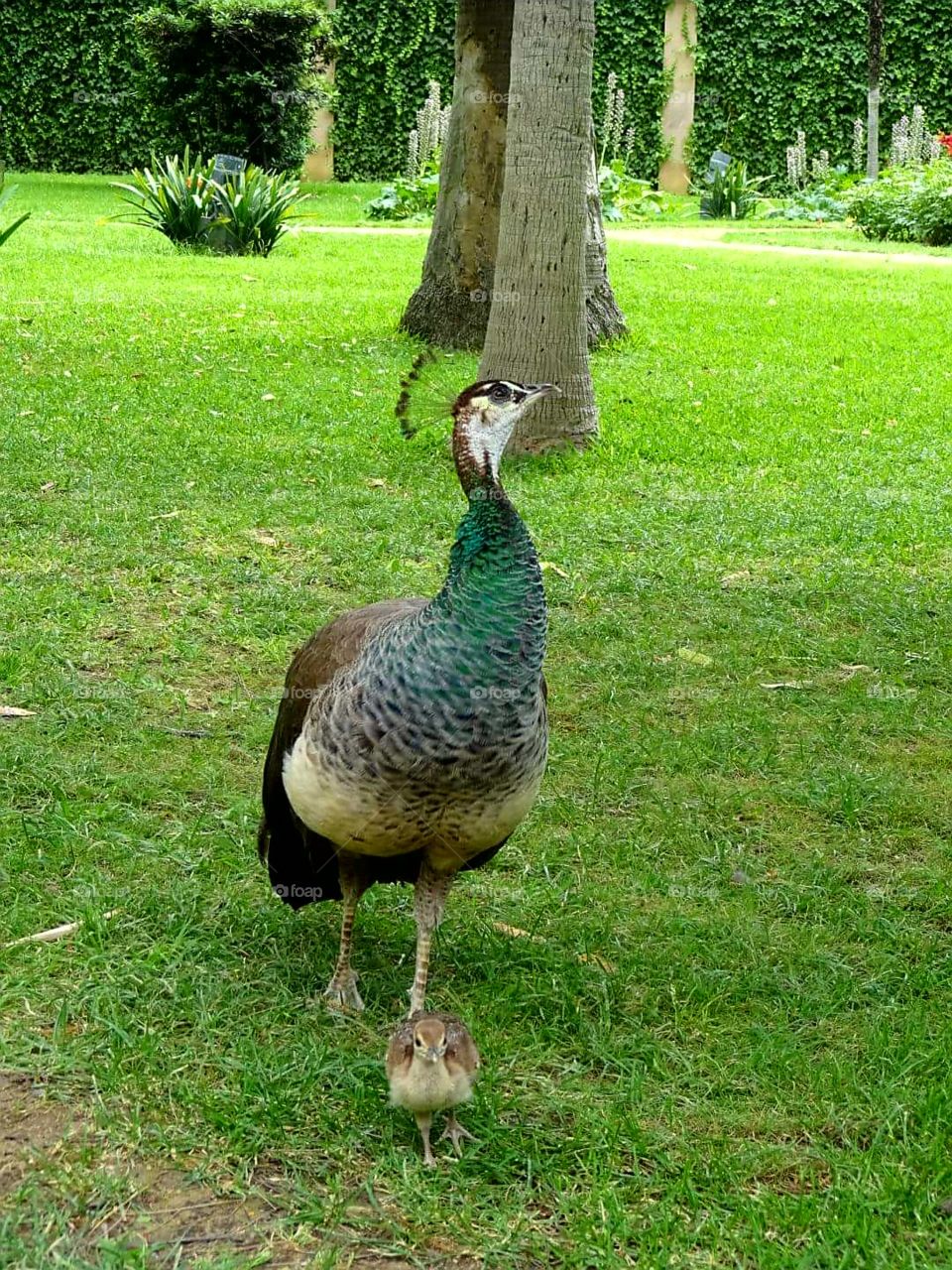 Baby peacock and mom