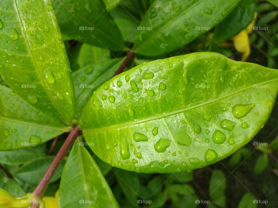 green leaves rainy drops