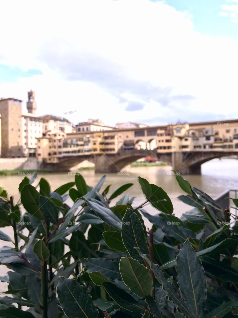A beautiful old Florence bridge through the bushes. Beautiful at any angle. 