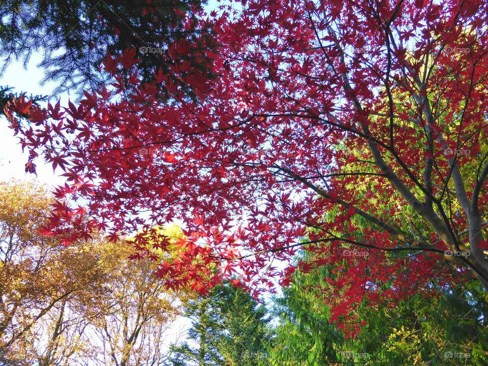 Autumn Colourful Branches against blue sky
