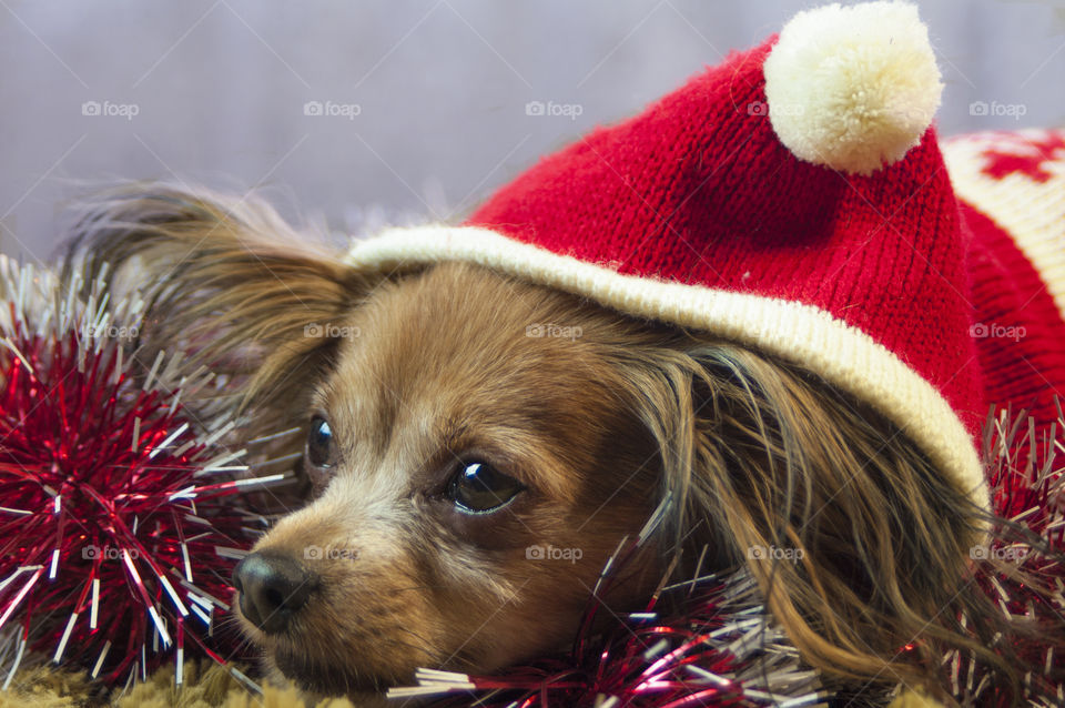 a dog dressed in a New Year's cap and a sweater