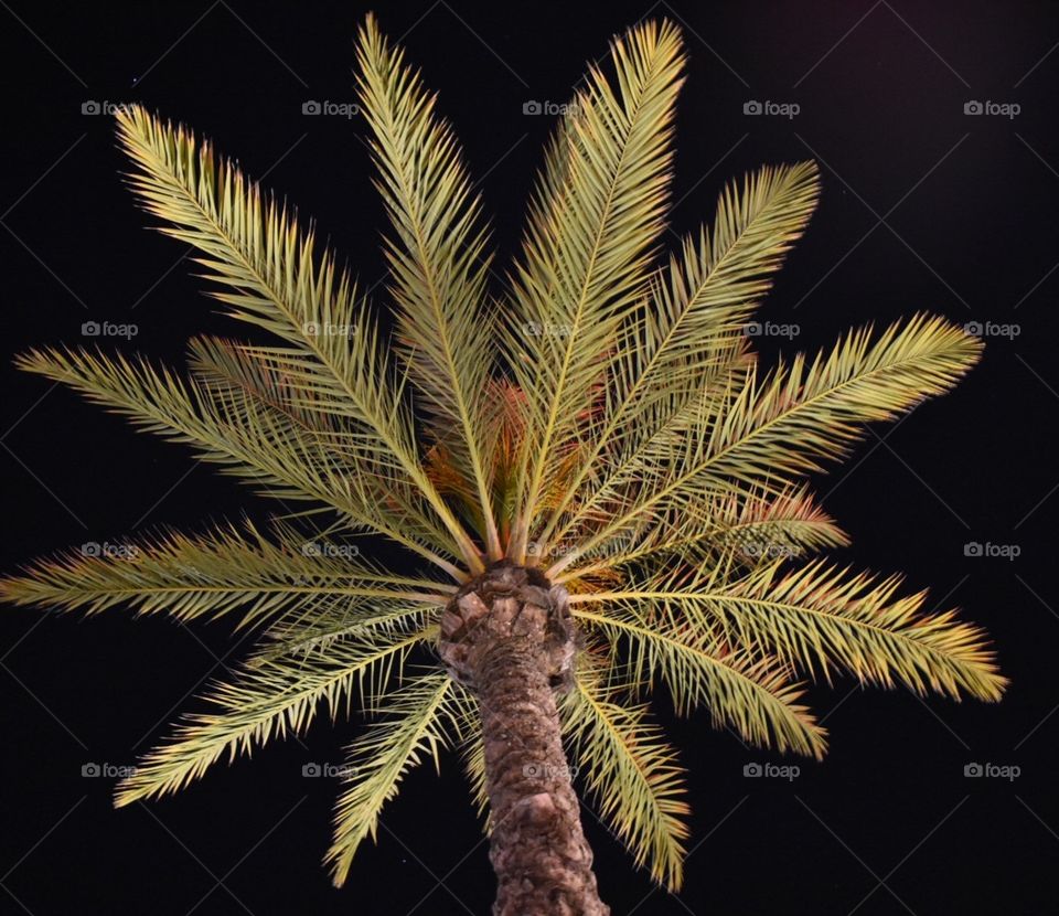 Long Beach palms will be your new lock screen 