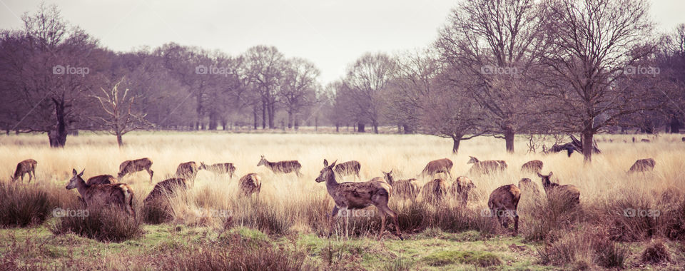 A beautiful deer in the park. Richmond park in London. Sweet animal portrait.