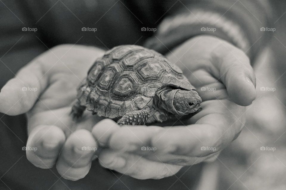 Black and white photo of tortoise held in two hands