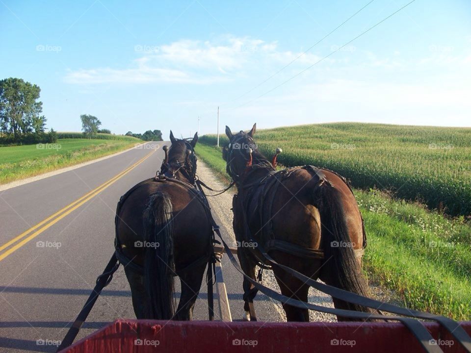 Team driving. Team driving down a Wisconsin Country Road