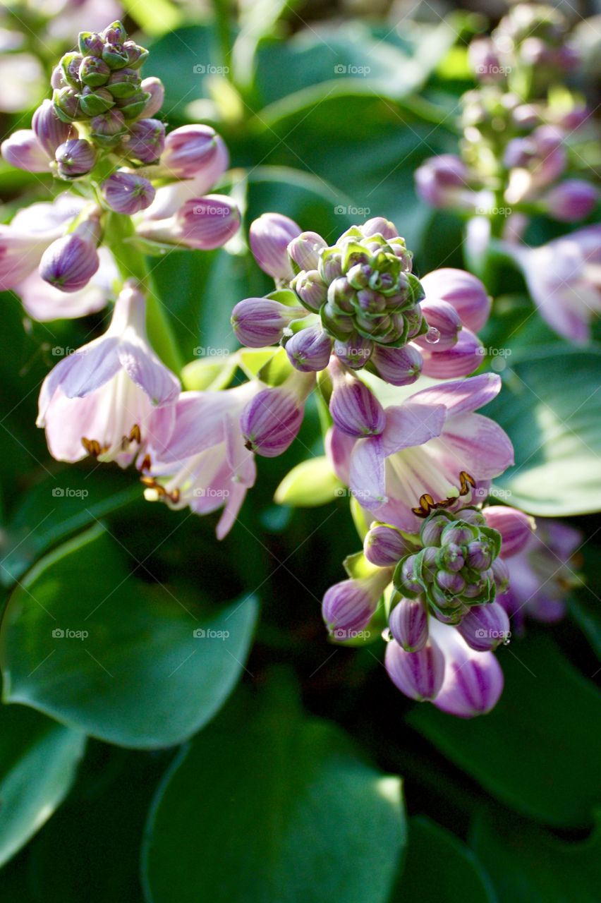 Lavender hosta plant with buds and blossoms