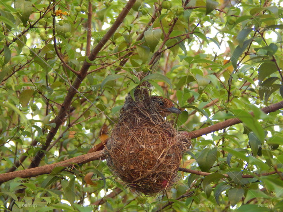 nest