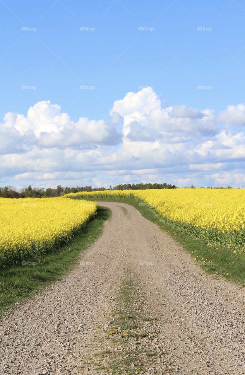 Countryside road, spring blossom rapefields in bright yellow and blue sky