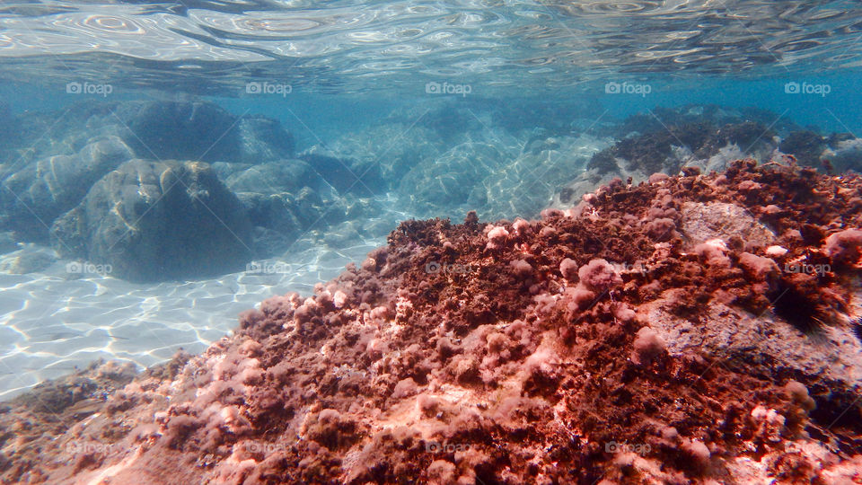 Close-up of rock and coral underwater