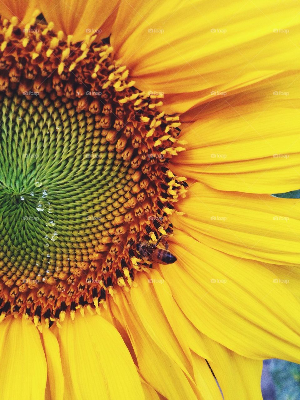 Bee in sunflower