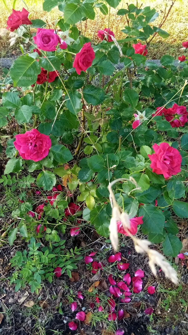 Rosen