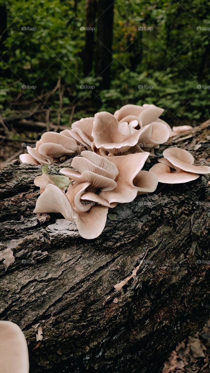 Wild edible oyster mushrooms pleurotus austreatus on the tree trunk, big mushroom family, autumn forest findings