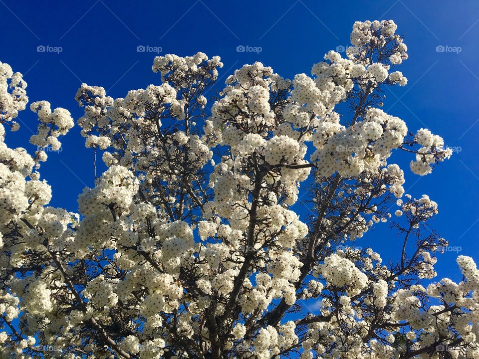 White Blossoms 