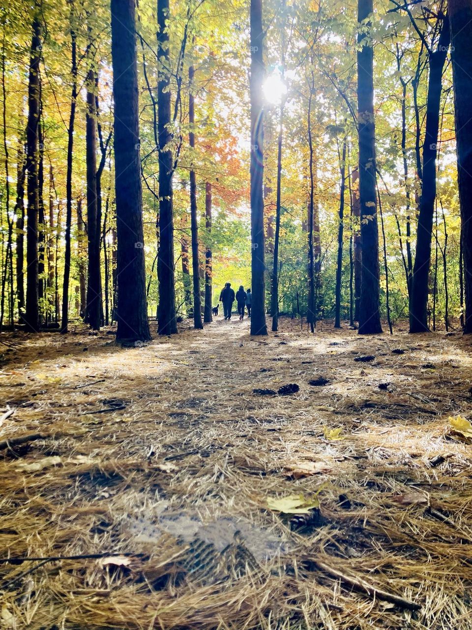 Pine needle covered forest floor with sun breaking through the pines.