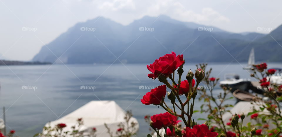 Flowers and lake