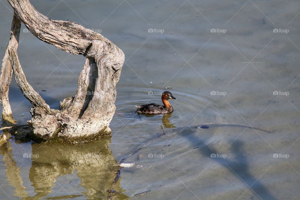 Acquatic bird 