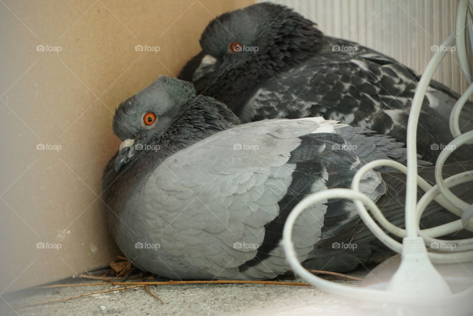 two pigeons fallen in love, sitting on the balcony
