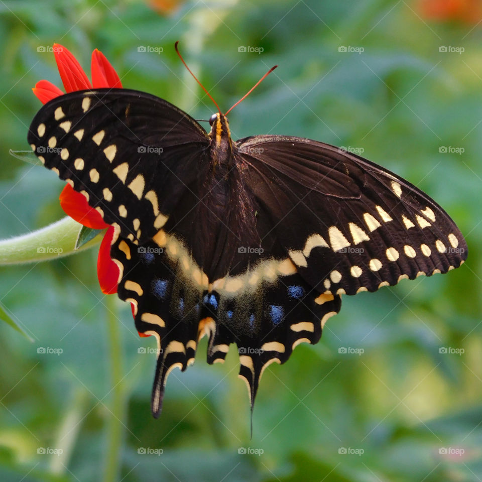 Black butterfly on red flower