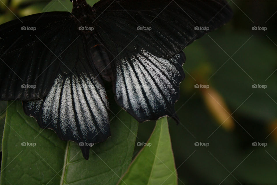 A black swallowtail variety butterfly on a green leaf closeup macro detail