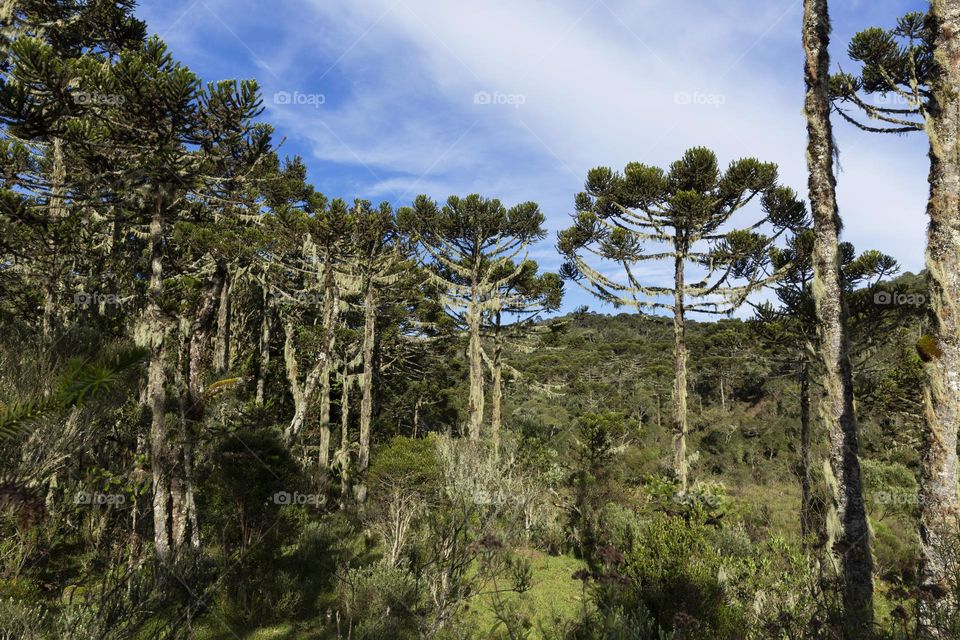 Hello, Brazil! Araucaria forest, typical tree from southern Brazil.