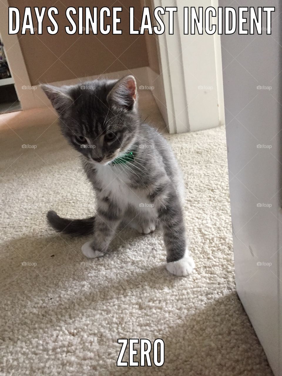 Curious kitten 