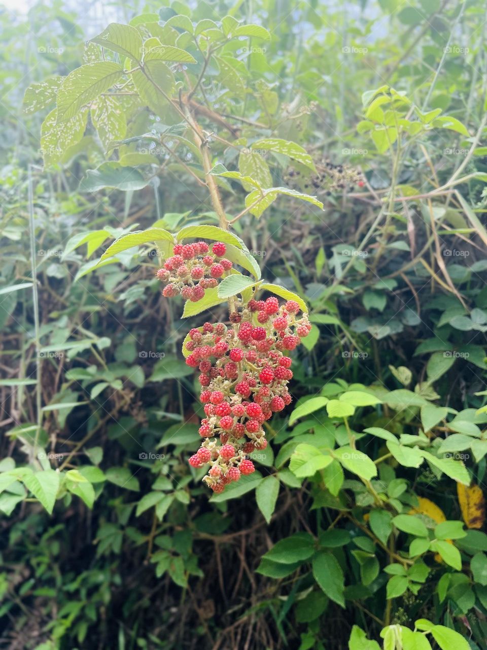 Blackberries in the mountain 