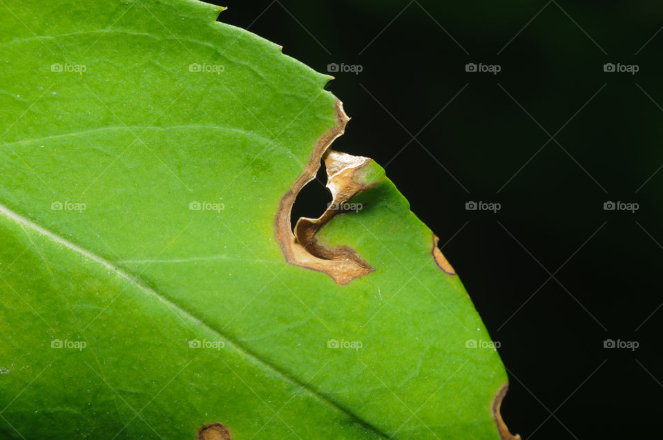 Leaf closeup