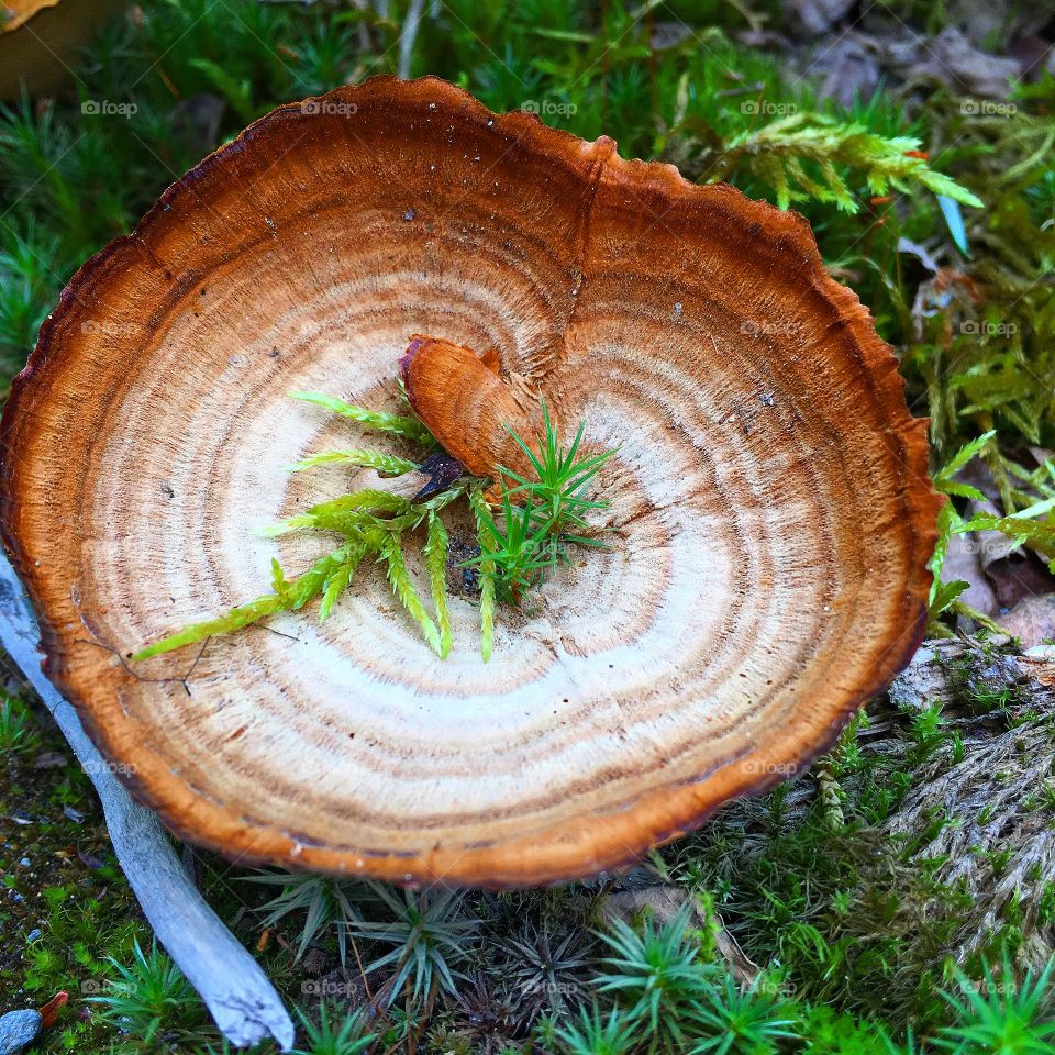 Lil mushroom on the side of the trail