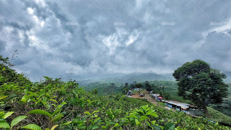 Beautiful tea plantation in Central Java Indonesia.