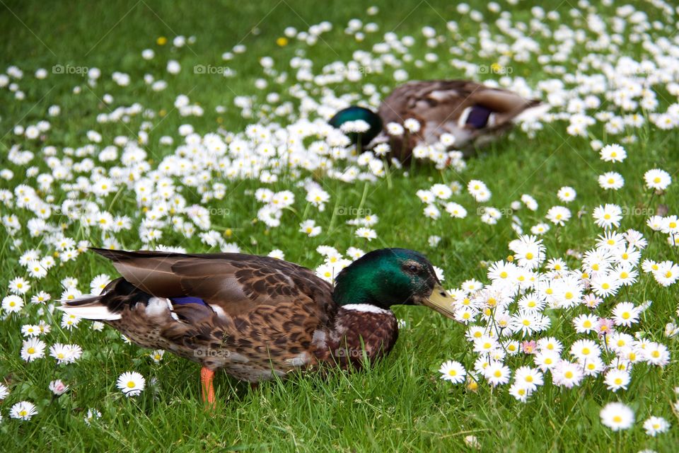 Duck and summer flowers . Duck and summer flowers 