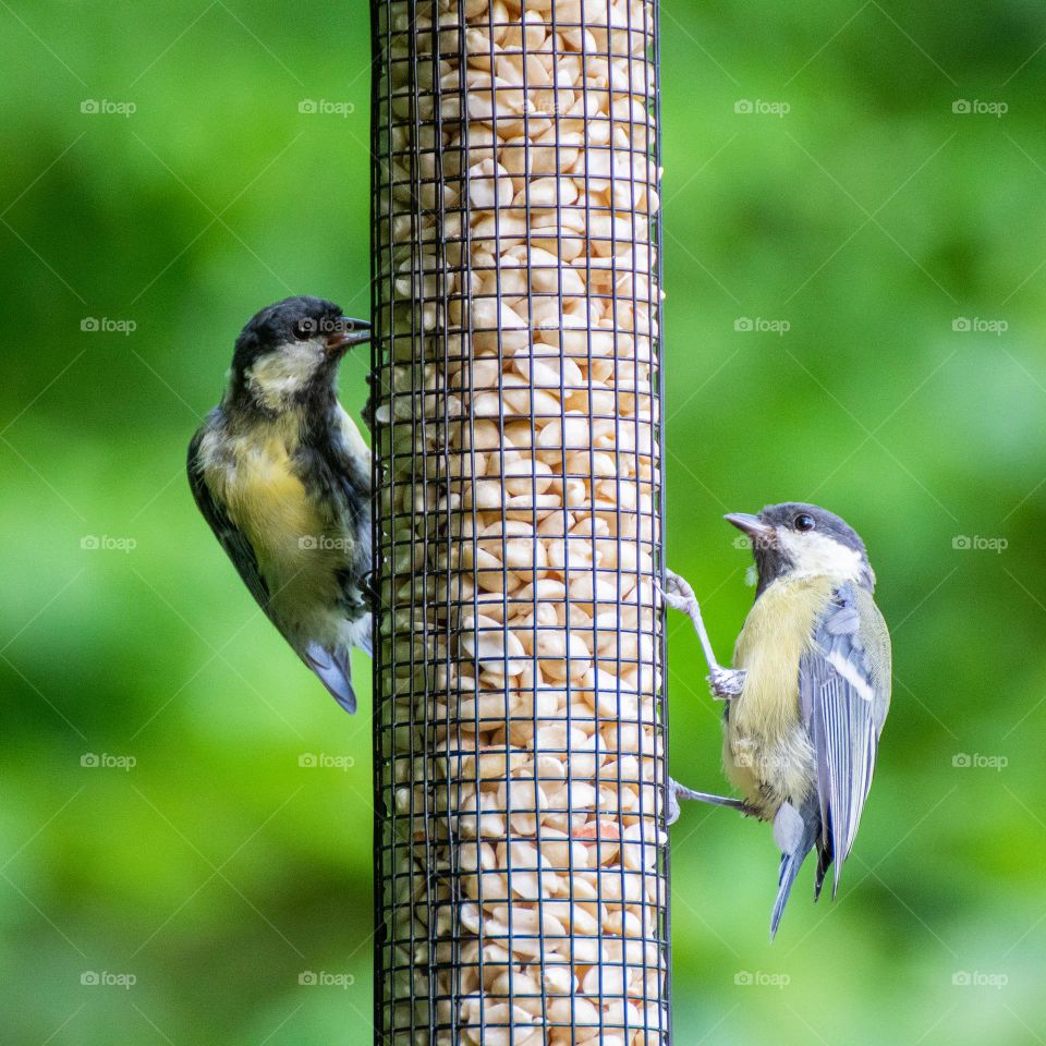 Birds at bird feeder