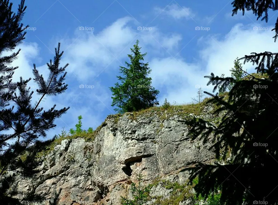 tree