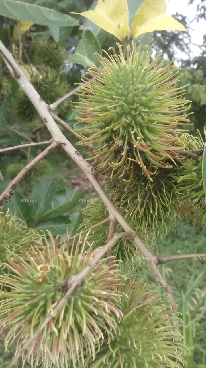 This is a rambutan fruit that is still young and could not eat because it tastes sour definitely. looks black ant on stem rambutan