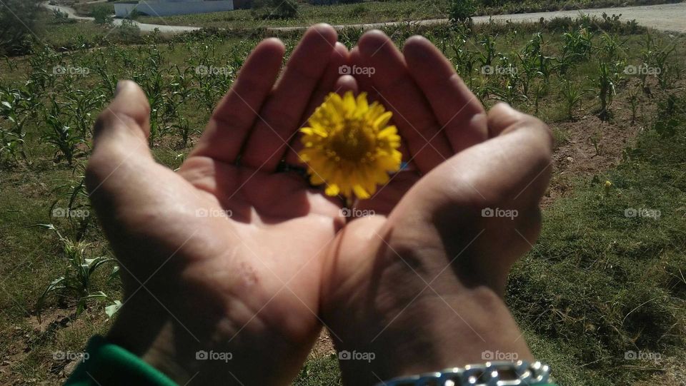 Beautiful yellow flower in my hand