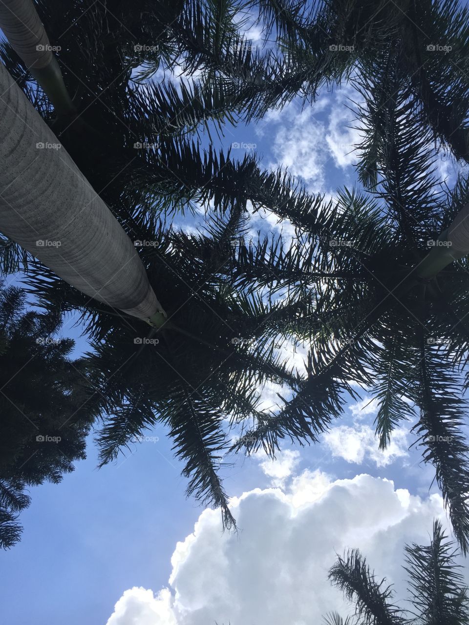 Sky & palms