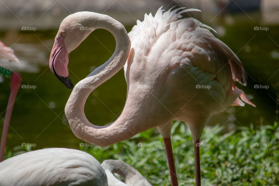 Flamingo