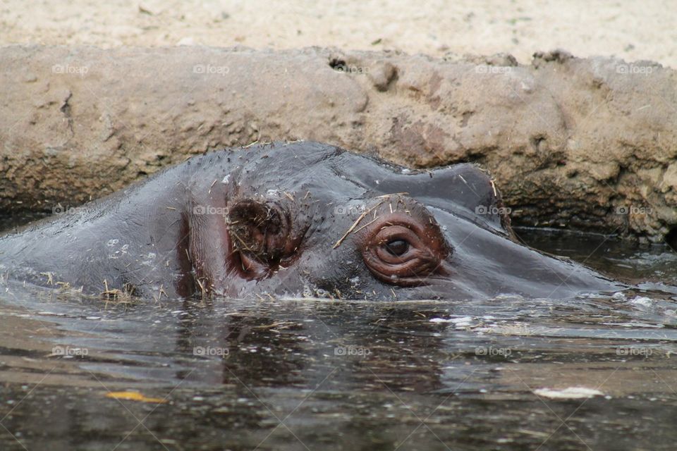 Hippopotamus in a pond