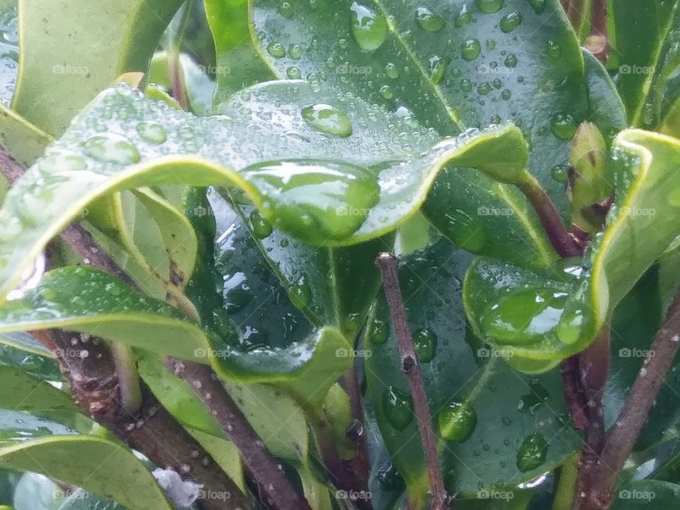 rain pooling in the leaves of a shrub
